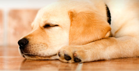 Animals love Radiant Heated Tile